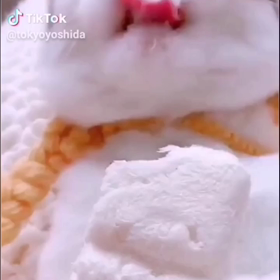 食べ方がかわいいネコ❤️の画像