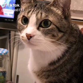 しゃべる猫の画像