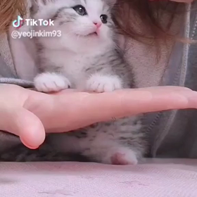 可愛いの画像
