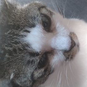 さくらちゃんの画像