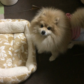 ふーちゃんさんぽの画像