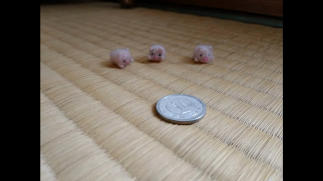 オーダーをいただいた子達❤(動画もあるから見てってね)の記事動画