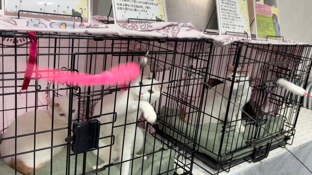 【追記あり】2/24譲渡会 ありがとうございました！！の記事動画
