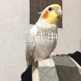 ポニョの画像