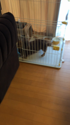 ただいま♡の記事動画