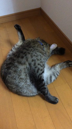 毛づくろい中(*˘︶˘*).｡.:*♡の記事動画