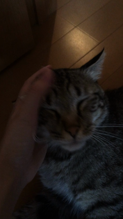 トラさんのゴロゴロの記事動画