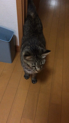 どうしたいの？（笑）の記事動画