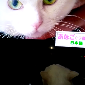 ブラウン管の中が気になる小雪と小梅姉妹の画像