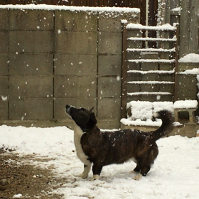 踊る娘？の画像