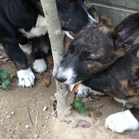 チビチビのブームの画像