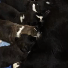 お乳争奪戦の画像