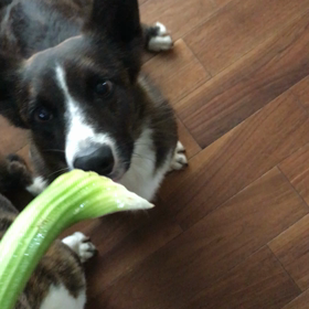 セロリショーの画像