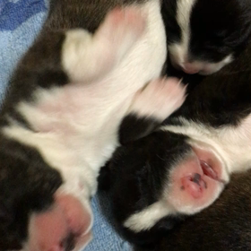 プレゼントの画像