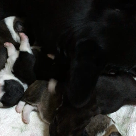 ゴロゴロの画像