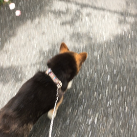 敬老の日を前にしての画像