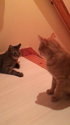 兄妹からライバルへ…の記事動画