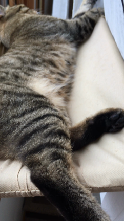 気遣いねこの記事動画
