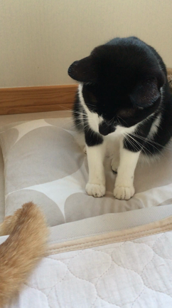 朝からハンターの記事動画