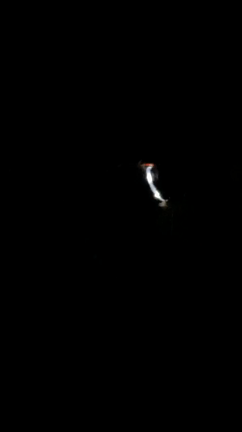 夜のお散歩の三種の神器の記事動画
