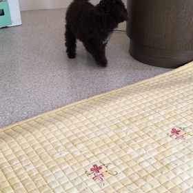 赤ちゃんモカの画像