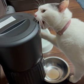 桃ちゃんに給餌器〜の画像