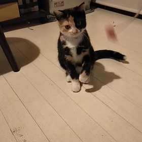 モコちゃん動画の画像