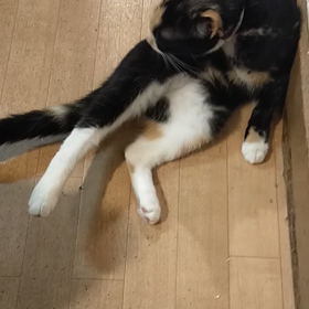 モコモコの画像