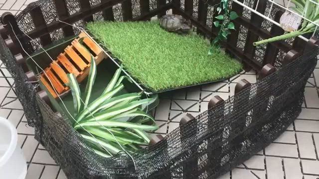 亀の遊び場動画つきの記事動画