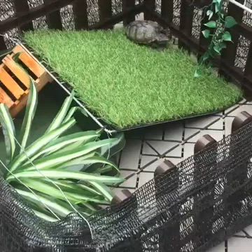 大福ちゃんの新しい水槽の記事動画