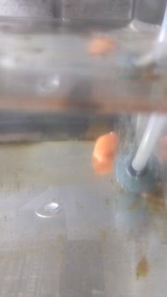【不死身】を見る【桜】【１.１７】【３.１１】【６.１.１】と【９.１１】弥勒菩薩の記事動画