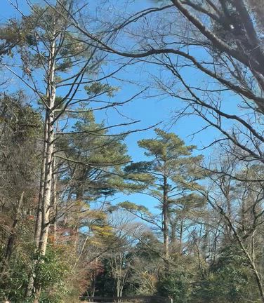 霧島の紅葉の記事動画