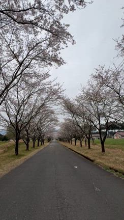まきばの桜並木の記事動画
