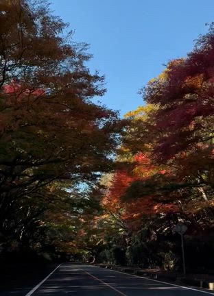 霧島の紅葉の記事動画