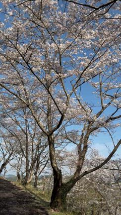 桜とさくらとさくらの花の記事動画