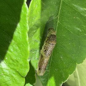 脱皮　　アゲハの幼虫⚠️閲覧注意⚠️の画像