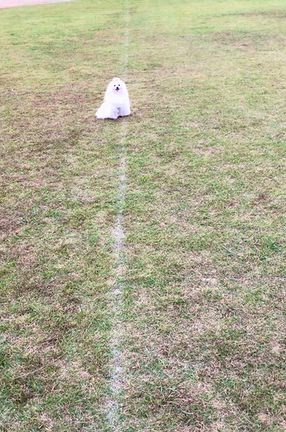 久しぶりに外でドッグトレーニングの記事動画