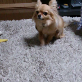 かい～の！？の画像