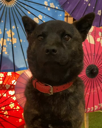 応援よろしくお願いします！の記事動画