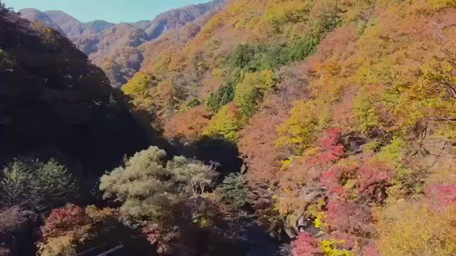 紅葉の見頃は今からです！の記事動画