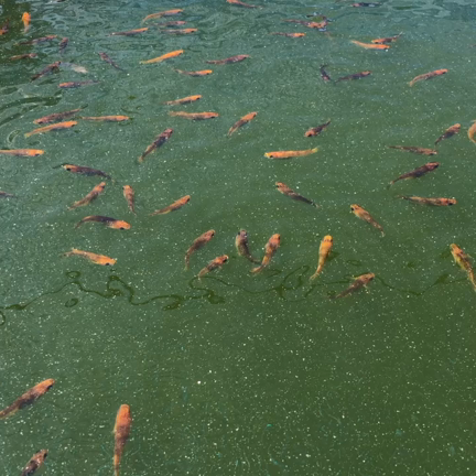 春の記事動画
