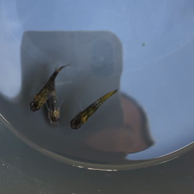 虎黒王の画像
