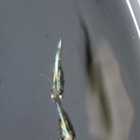 お気に入りの画像