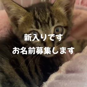 ギャンブラーの血が騒ぐの画像