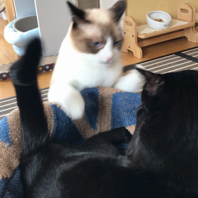 そこどいての画像