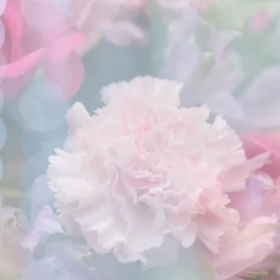 お久しぶりですの画像