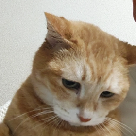 仁たんの画像
