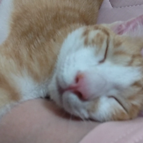 絶対○○したくないの画像