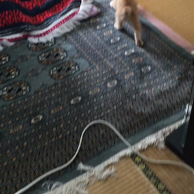 おそうじ猫(=^・^=)　にゃんじゃ～これは！の画像