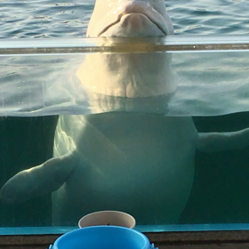 八景島シーパラダイスシロイルカ水族館の画像